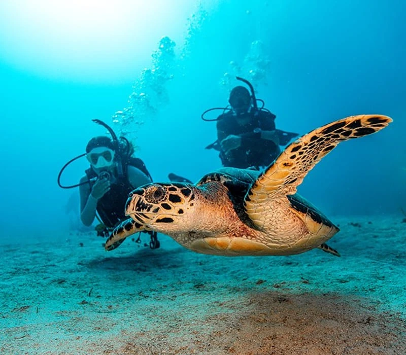 Cipreia Dive Club - 2
