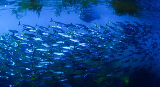 Cipreia Dive Club - 4